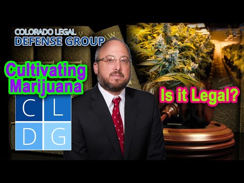 Cultivating Marijuana in Colorado: Is It Legal?