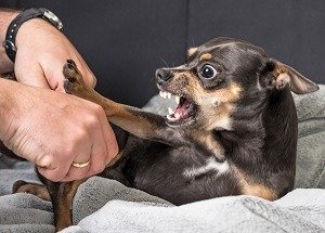 small dog getting aggressive with groomer