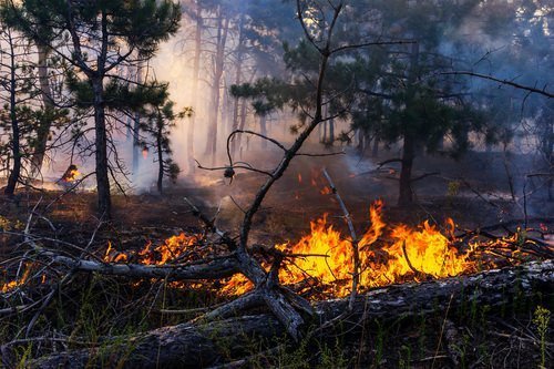 forest fire burning as an example of fourth degree arson in Colorado per CRS 18-4-105