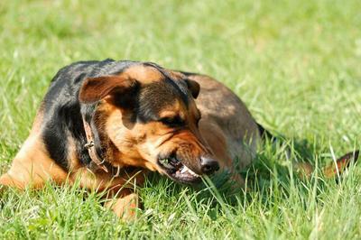 a dog growling in the grass