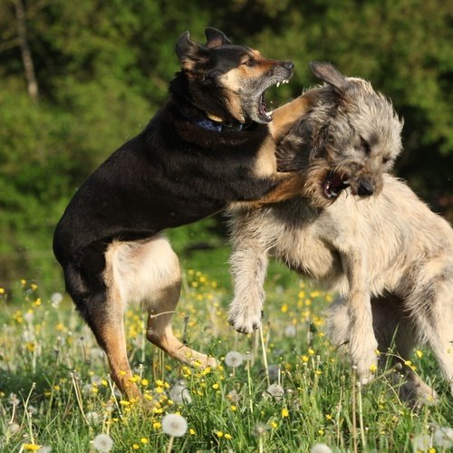 pelea de perros en Nevada