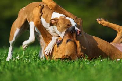 two dogs fighting on the grass