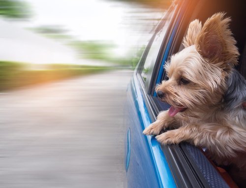 dog looking out of window of car