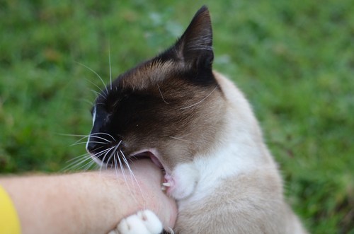 Gato siamés mordiendo la mano de una persona