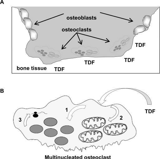 depiction of TDF-induced bone damage - which is a basis for a Viread lawsuit