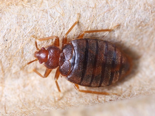 Bedbug on a piece of corrugated cardboard