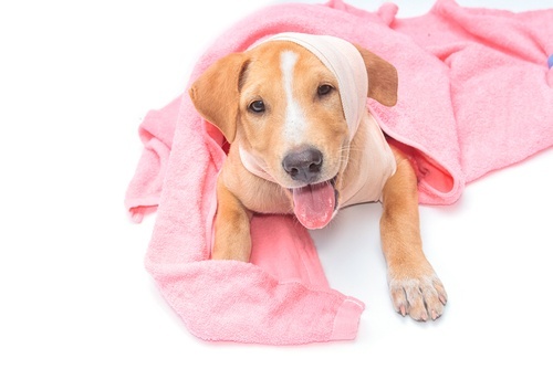 friendly dog sick and under a blanket