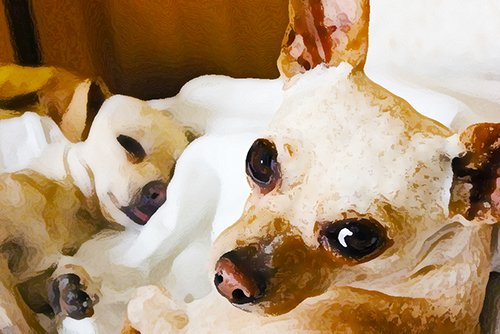 pet chihuahua staring