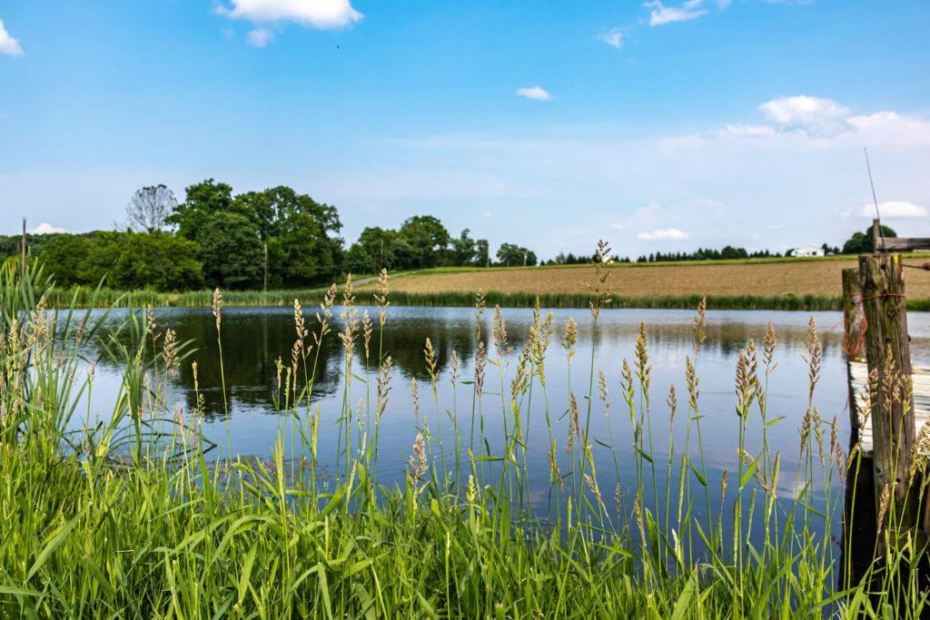 Pond surrounded by green during daylight as an example of an open and obvious hazard