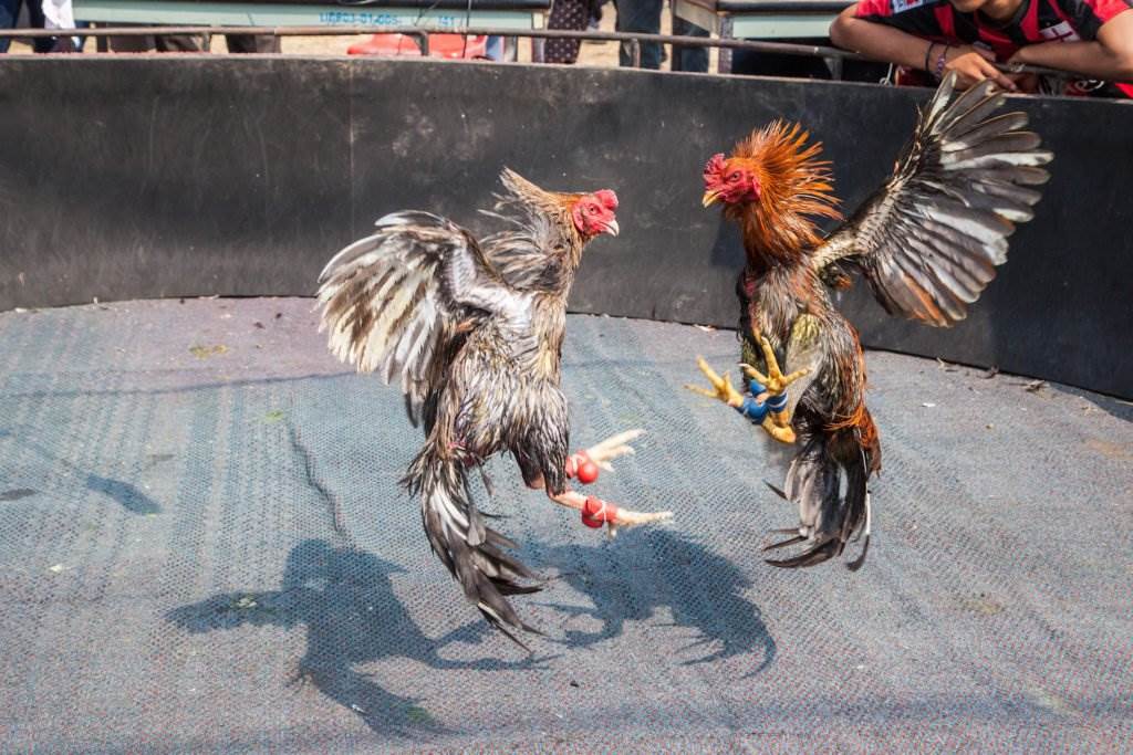 Dos gallos enojados peleando en un ring en violación de la ley CRS 18-9-204