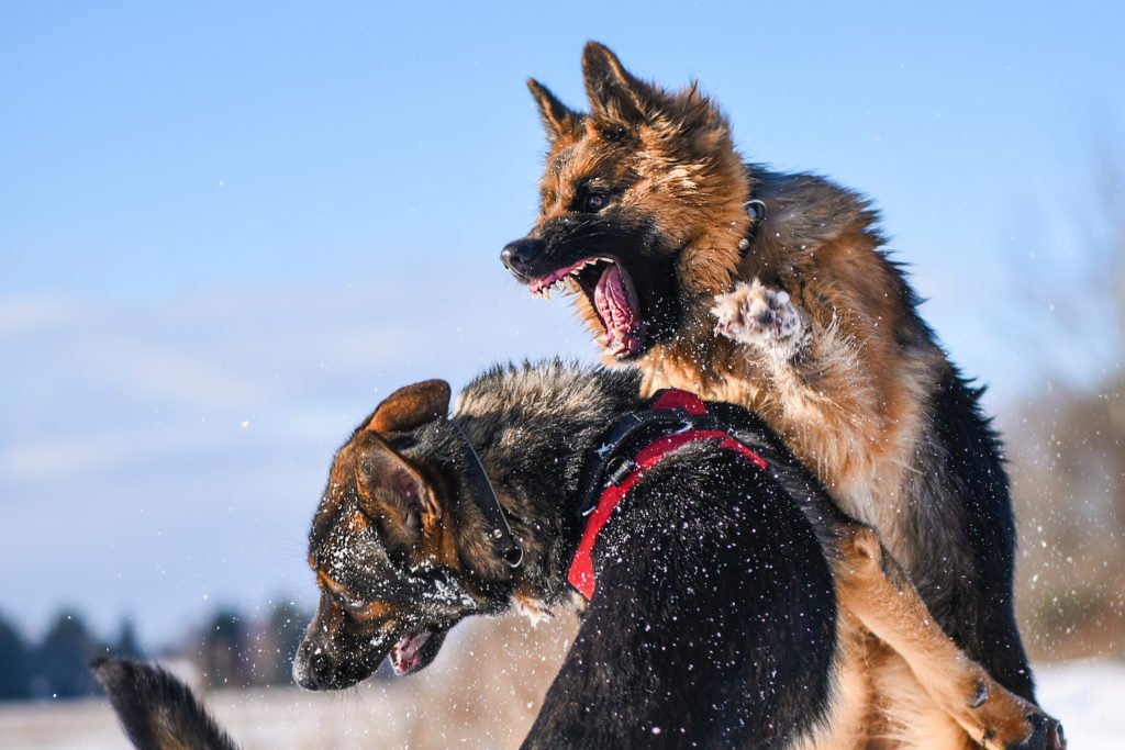 Dos perros enojados peleando y mordiendo