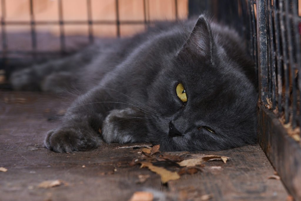 Gato en jaula que es demasiado pequeña