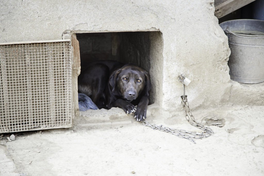 Perro confinado y encadenado en violación de las leyes de crueldad animal.