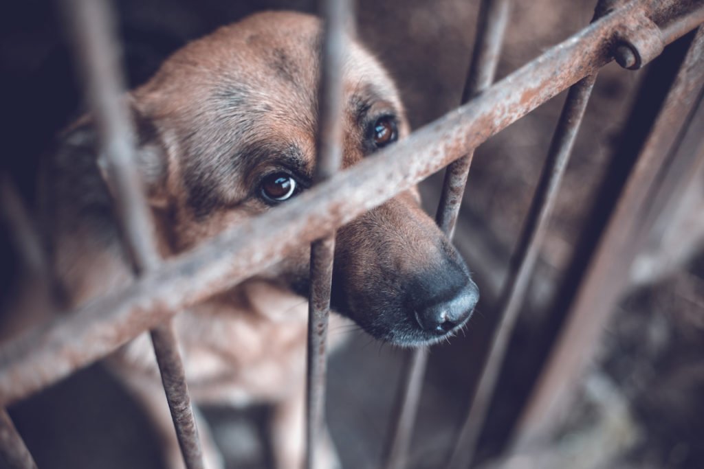 Perro enjaulado en violación de CRS 18-9-202.