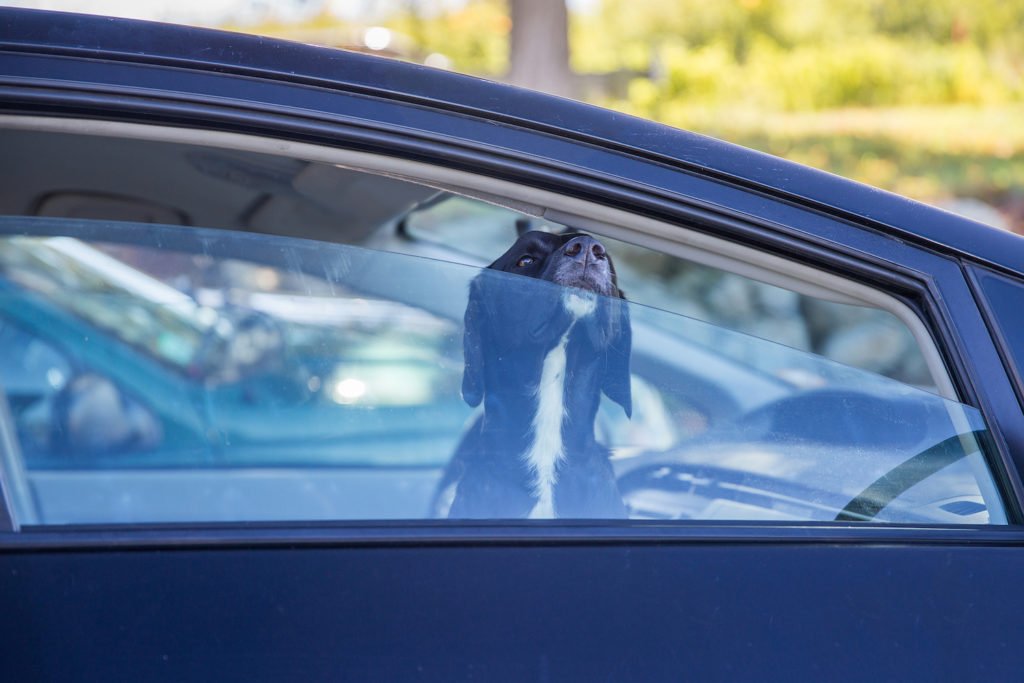Dog in car peeking nose through opening in window - California law makes it illegal to leave your dog in the car under certain circumstances
