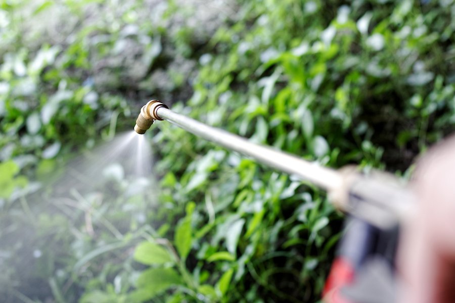 Close-up of Paraquat being sprayed on crops