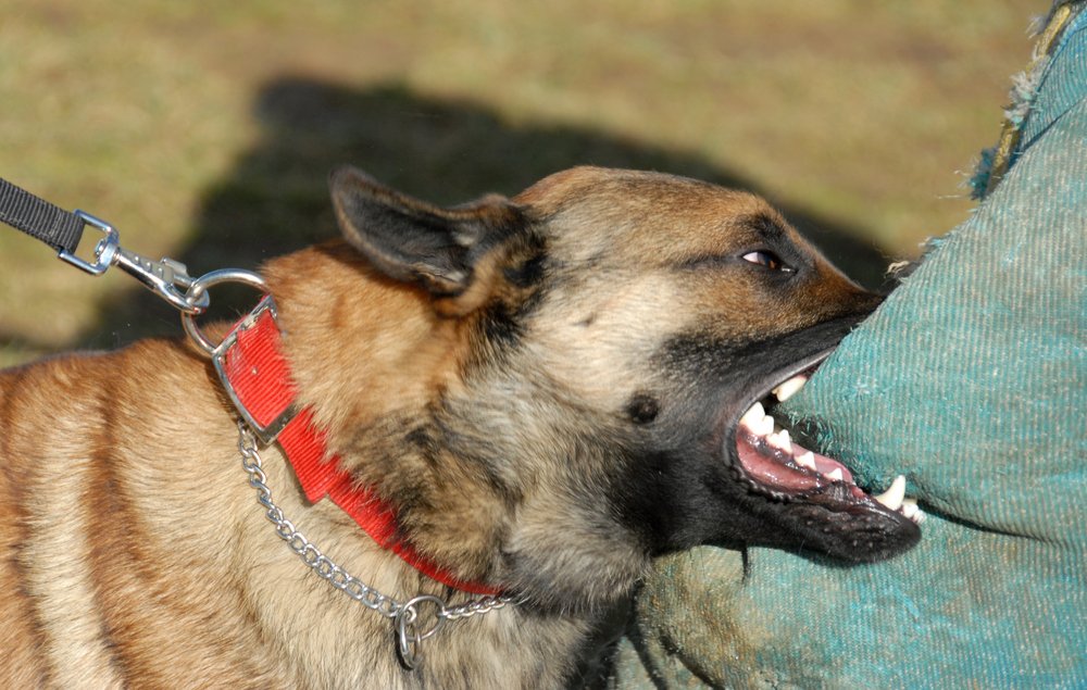 German Shepard on leash biting into a sleeve of pants