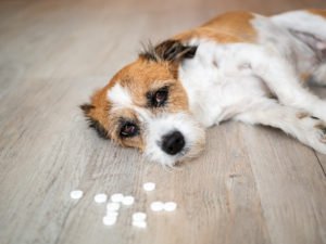 Dog sick on floor with poison pills in front of him following a PC 596 violation