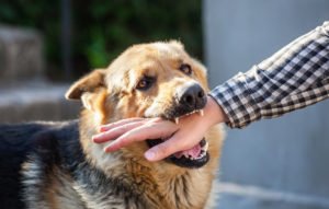 A German Shepard biting a man's hand.