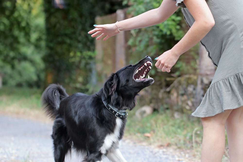 Aggressive dog going in for a bite.