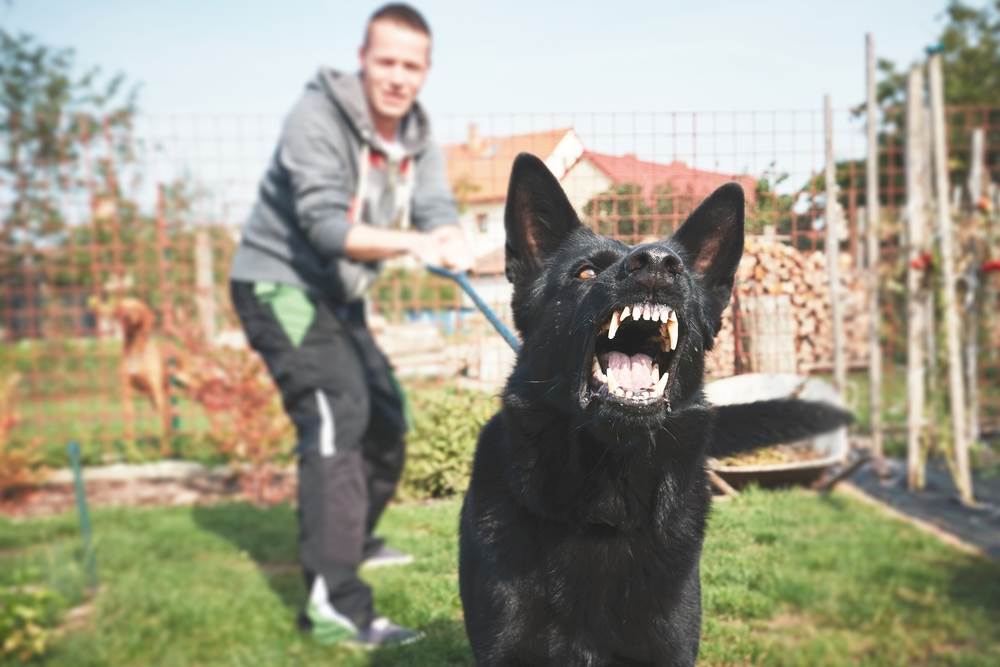 A dog owner attempting to restrain his agitated dog.