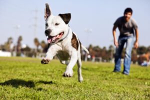 Pit bull running in dog park
