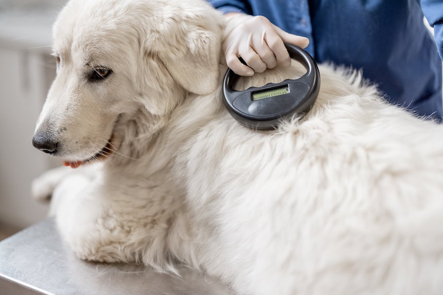Dog getting microchip implanted
